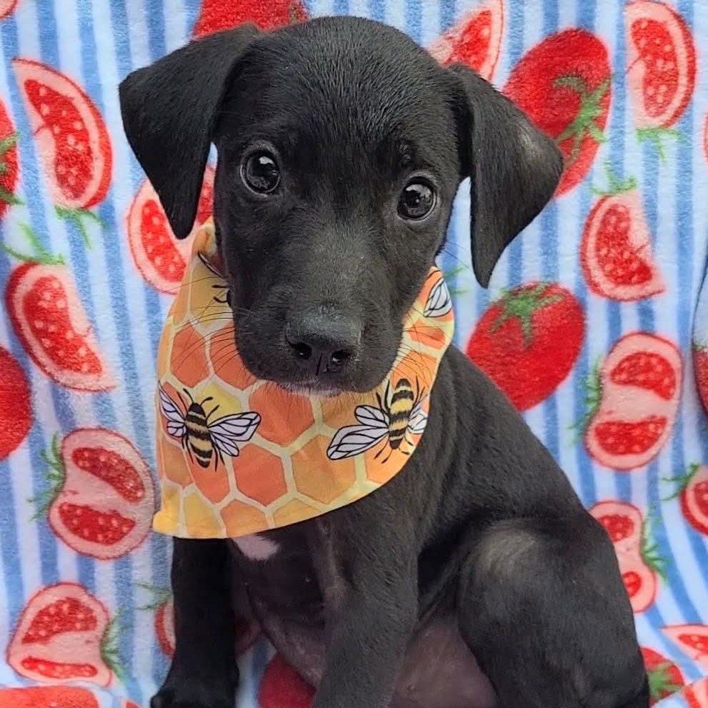 Enlarge Weaselton, a ADOPTABLE mixed breed in Woolwich, ME image 3/3