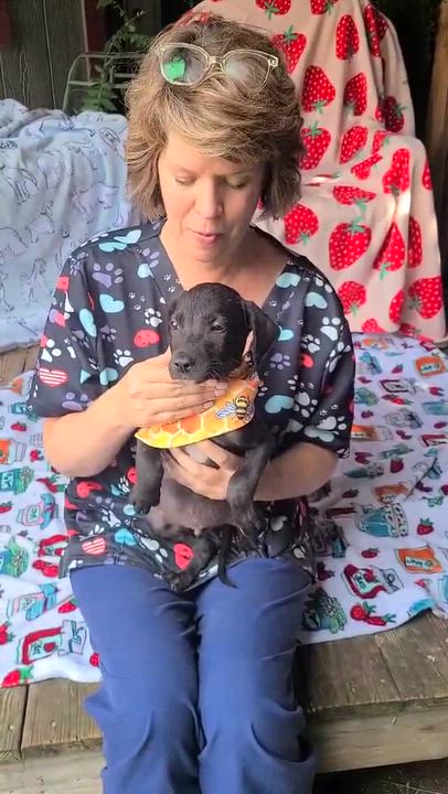 Enlarge Weaselton, a ADOPTABLE mixed breed in Woolwich, ME video 2/3