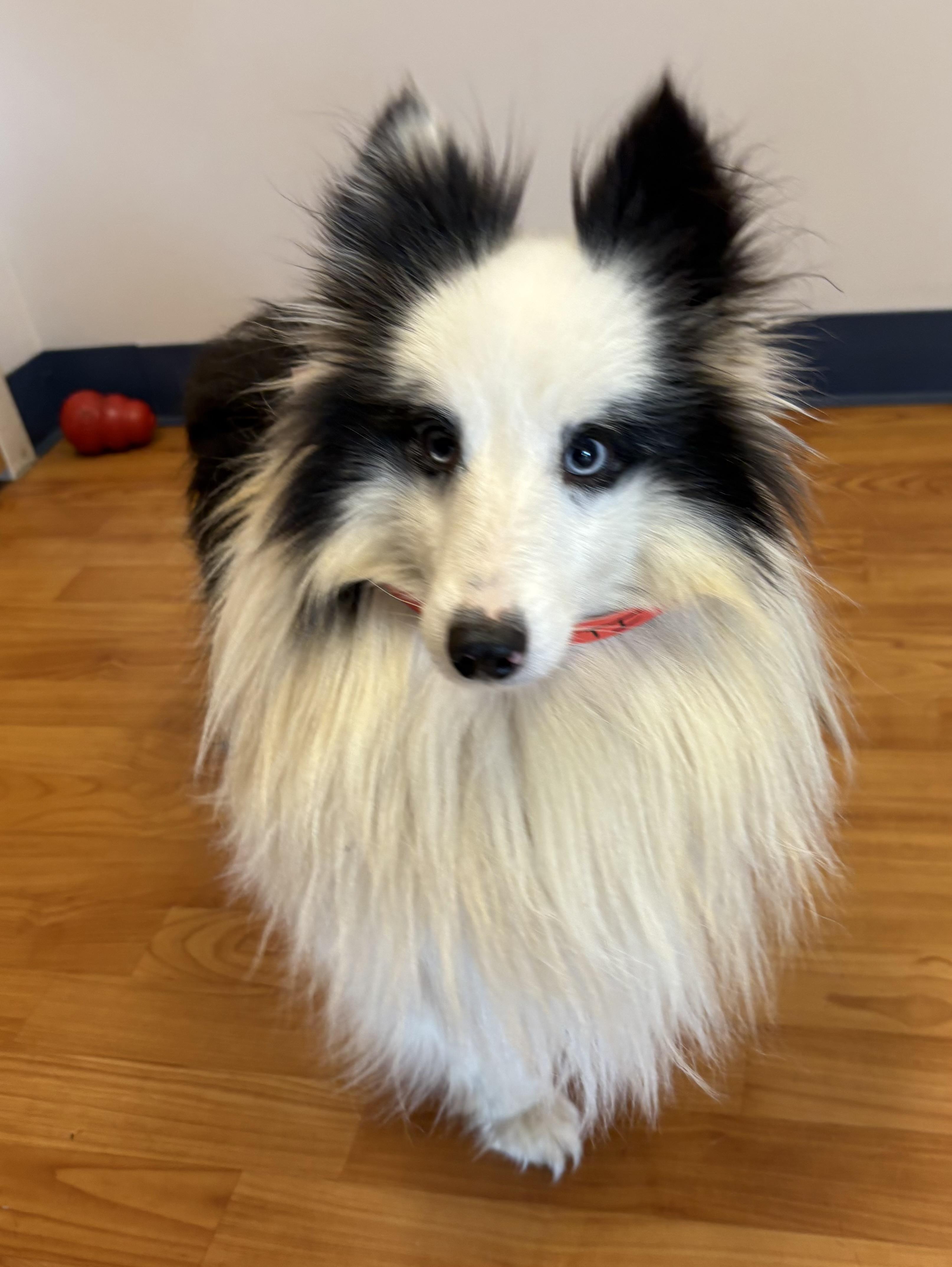 Enlarge Getti, an adopted Shetland Sheepdog / Sheltie in Charlotte, NC image 1/2