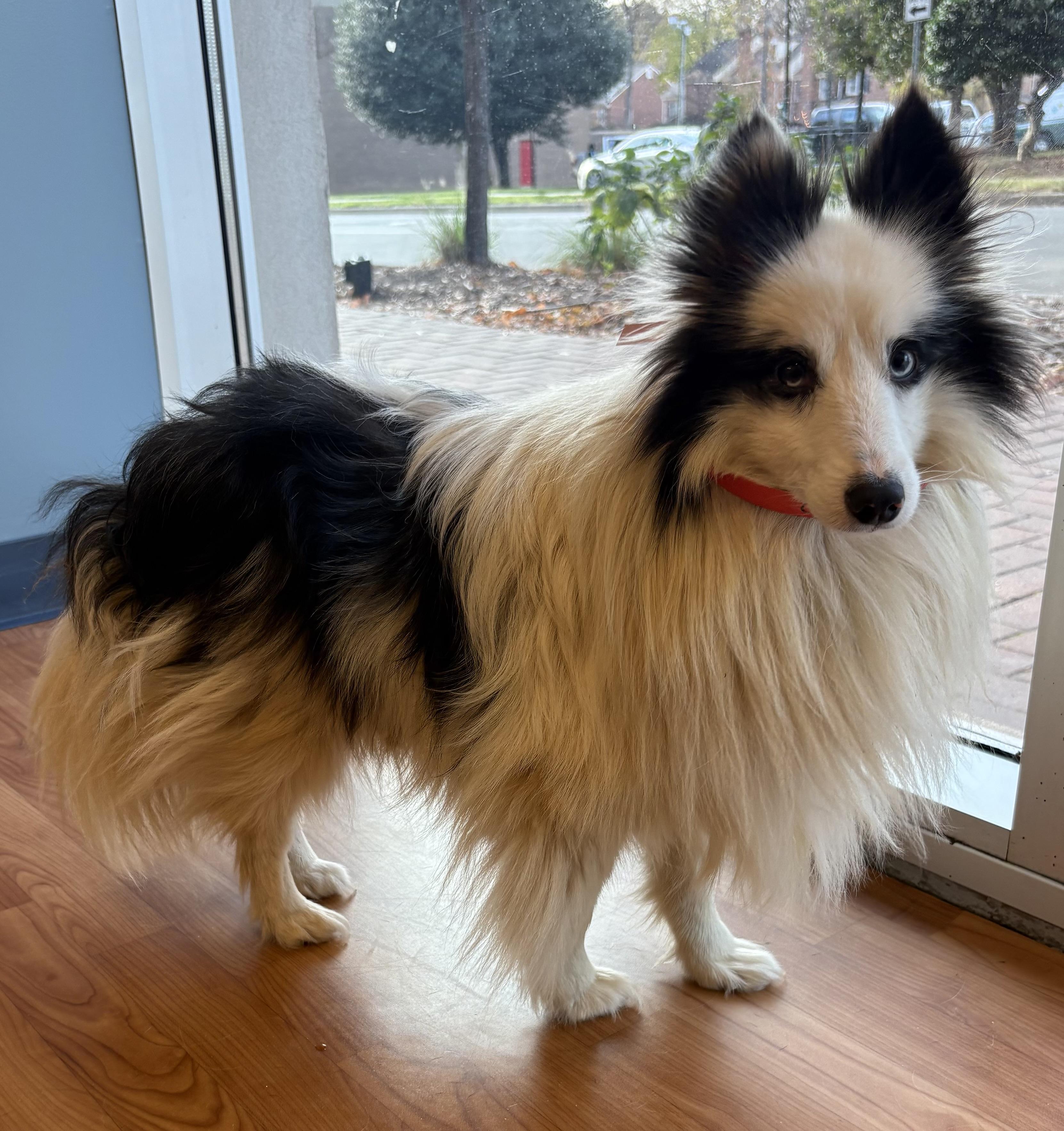 Enlarge Getti, an adopted Shetland Sheepdog / Sheltie in Charlotte, NC image 2/2