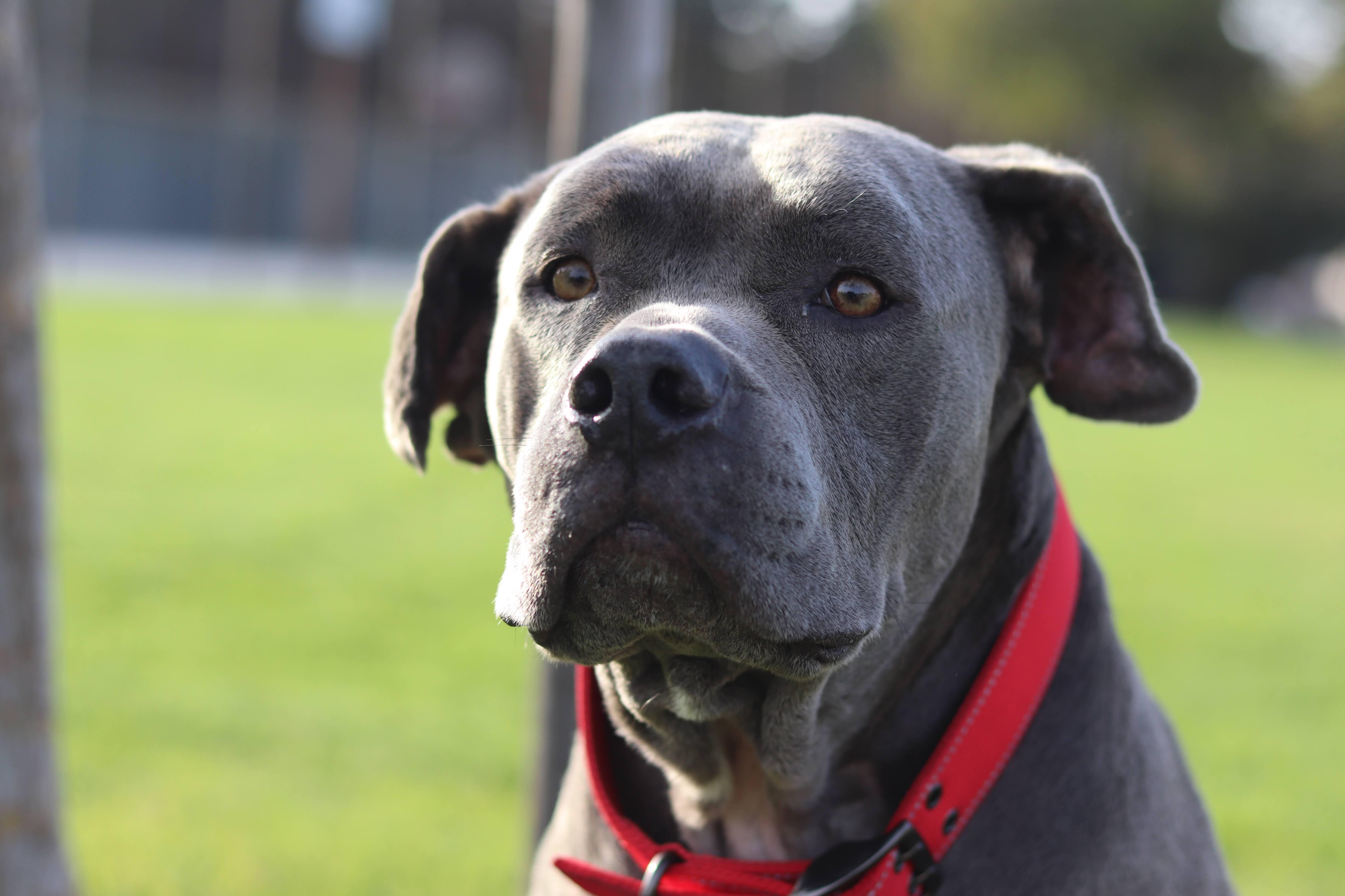 Enlarge Z E P P E L I N, a Adoptable mixed breed in Redondo Beach , CA image 6/6