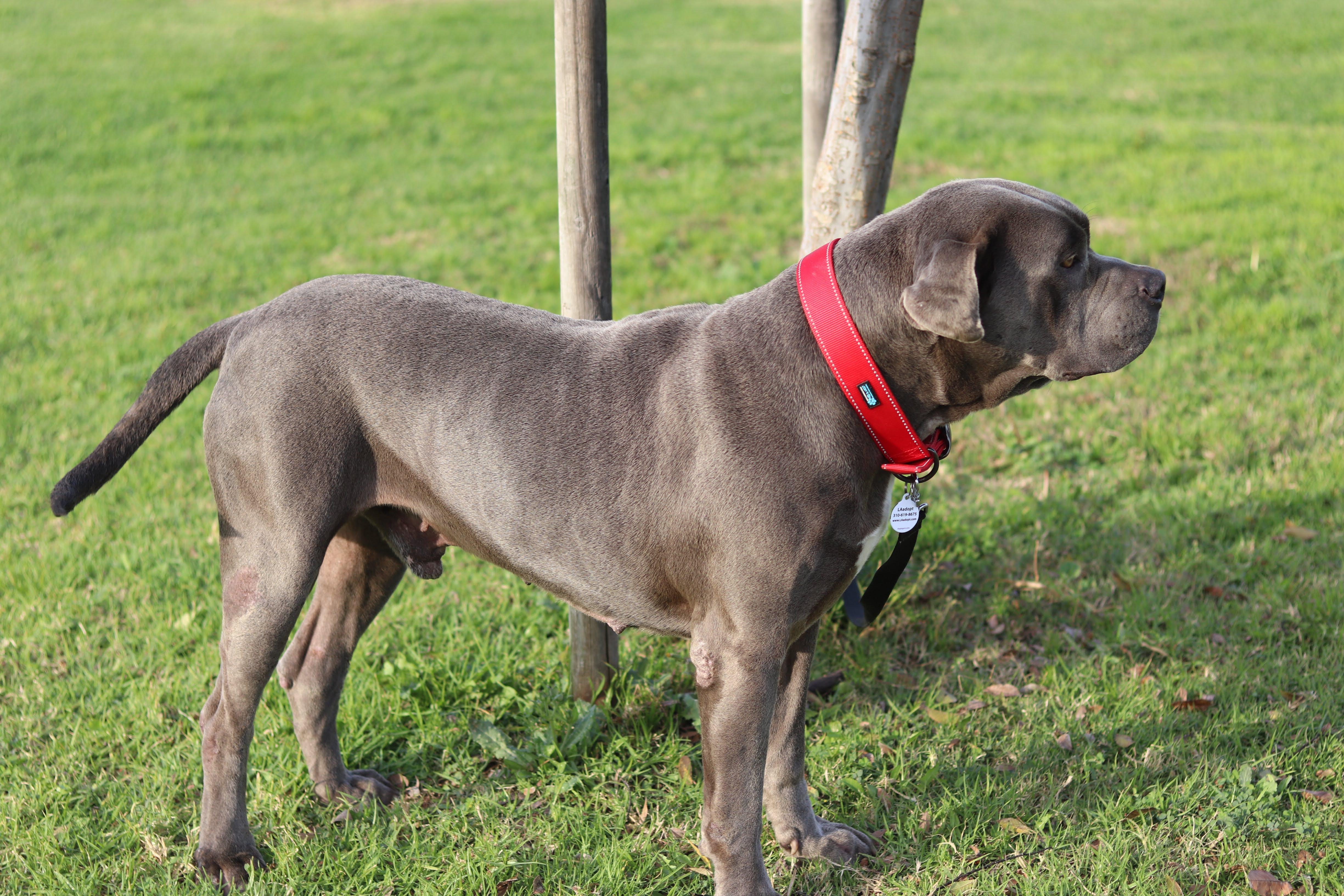 Enlarge Z E P P E L I N, a Adoptable mixed breed in Redondo Beach , CA image 2/4