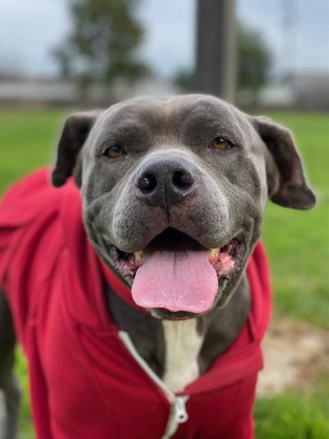 Z E P P E L I N, Adoptable, Adult Male American Staffordshire Terrier & Mastiff.