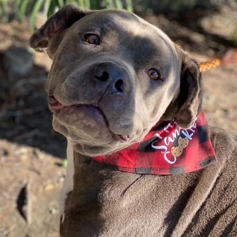 Z E P P E L I N, an adoptable Mastiff, American Staffordshire Terrier in Redondo Beach , CA, 90278 | Photo Image 3