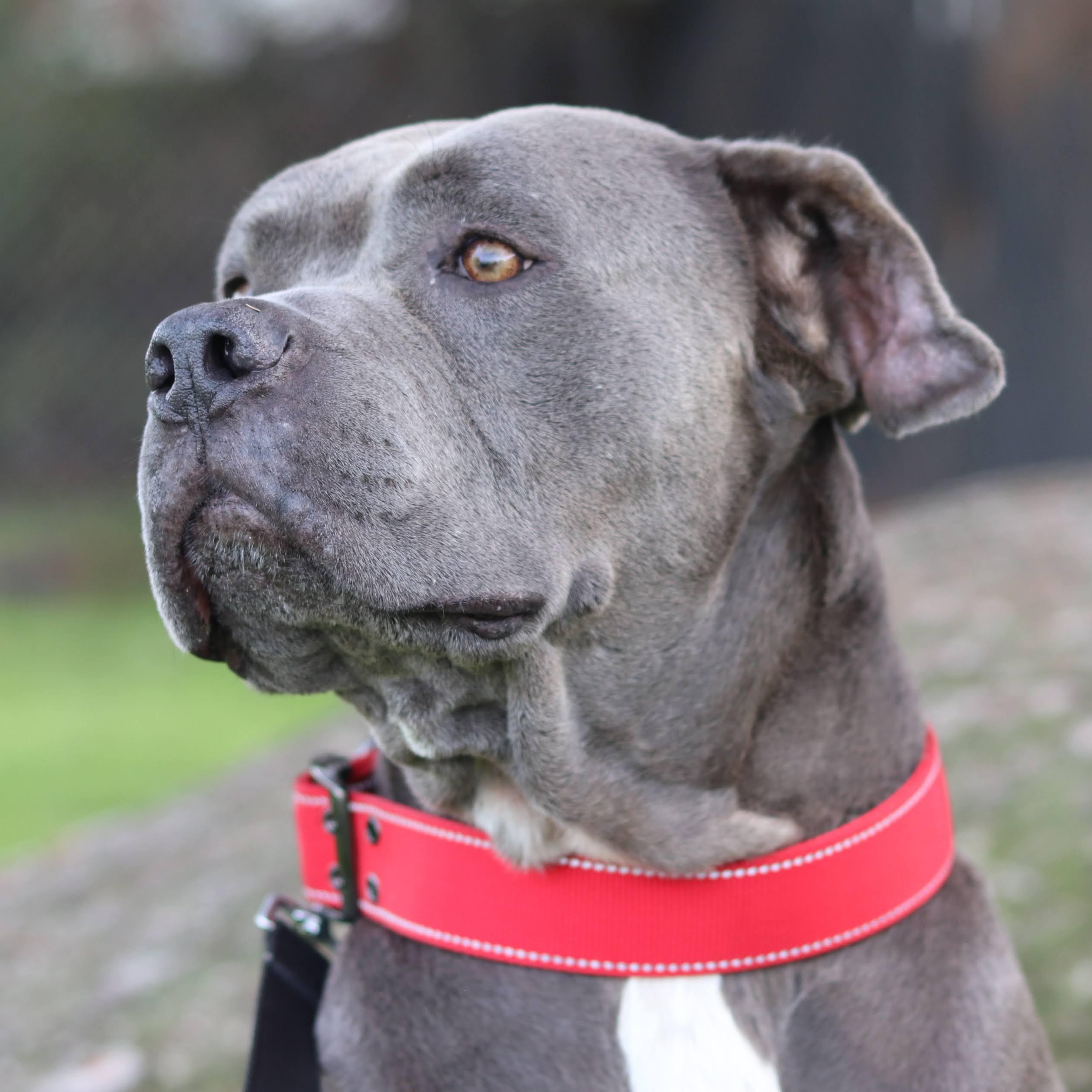 Z E P P E L I N, Adoptable, Adult Male American Staffordshire Terrier & Mastiff.