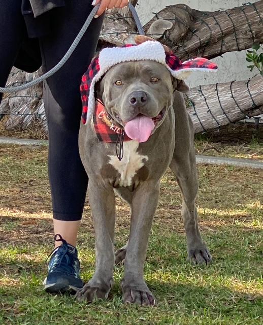 Z E P P E L I N, an adoptable Mastiff, American Staffordshire Terrier in Redondo Beach , CA, 90278 | Photo Image 2
