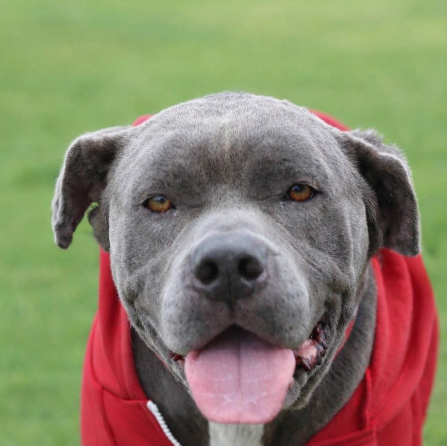 Enlarge Z E P P E L I N, a Adoptable mixed breed in Redondo Beach , CA image 1/4