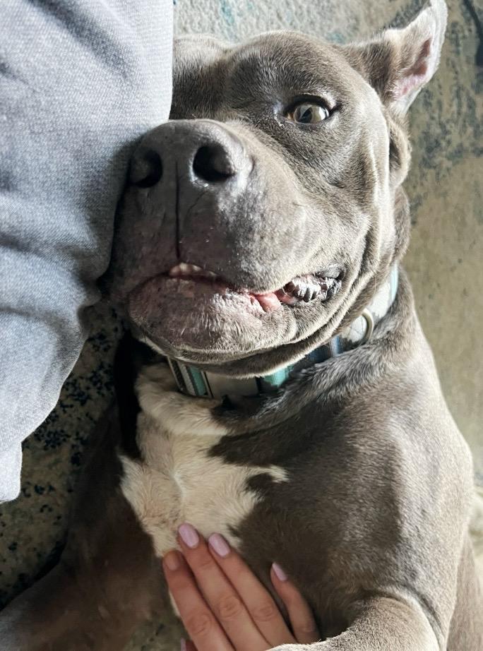 Z E P P E L I N, an adoptable Pit Bull Terrier, Mastiff in Redondo Beach , CA, 90278 | Photo Image 3