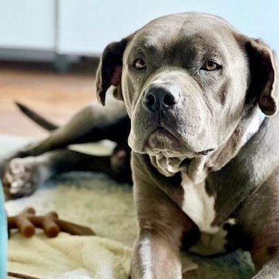 Z E P P E L I N, Adoptable, Adult Male Pit Bull Terrier & Mastiff.