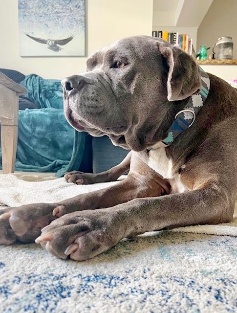 Z E P P E L I N, an adoptable Pit Bull Terrier, Mastiff in Redondo Beach , CA, 90278 | Photo Image 1