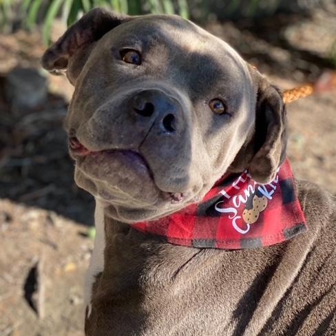 Enlarge Z E P P E L I N, a Adoptable mixed breed in Redondo Beach , CA image 2/6