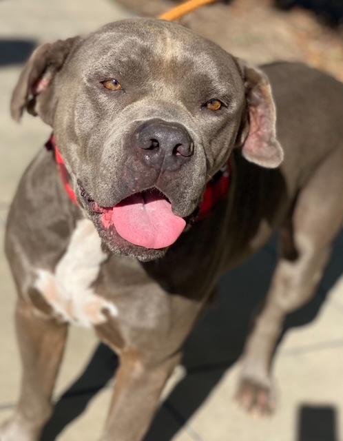 Z E P P E L I N, an adoptable Mastiff, American Staffordshire Terrier in Redondo Beach , CA, 90278 | Photo Image 4