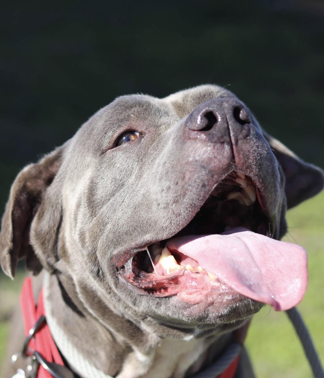 Z E P P E L I N, Adoptable, Adult Male American Staffordshire Terrier & Mastiff.