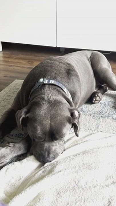 Enlarge Z E P P E L I N, a Adoptable mixed breed in Redondo Beach , CA video 3/4