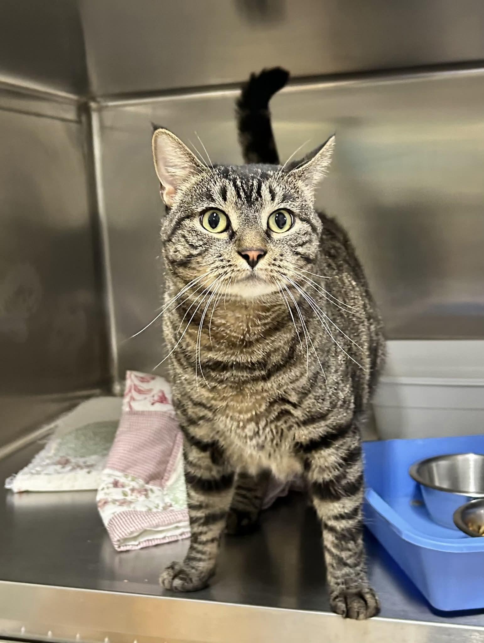 Enlarge Jonah (FIV+), a Adoptable Domestic Short Hair in Paris, ME image 1/2