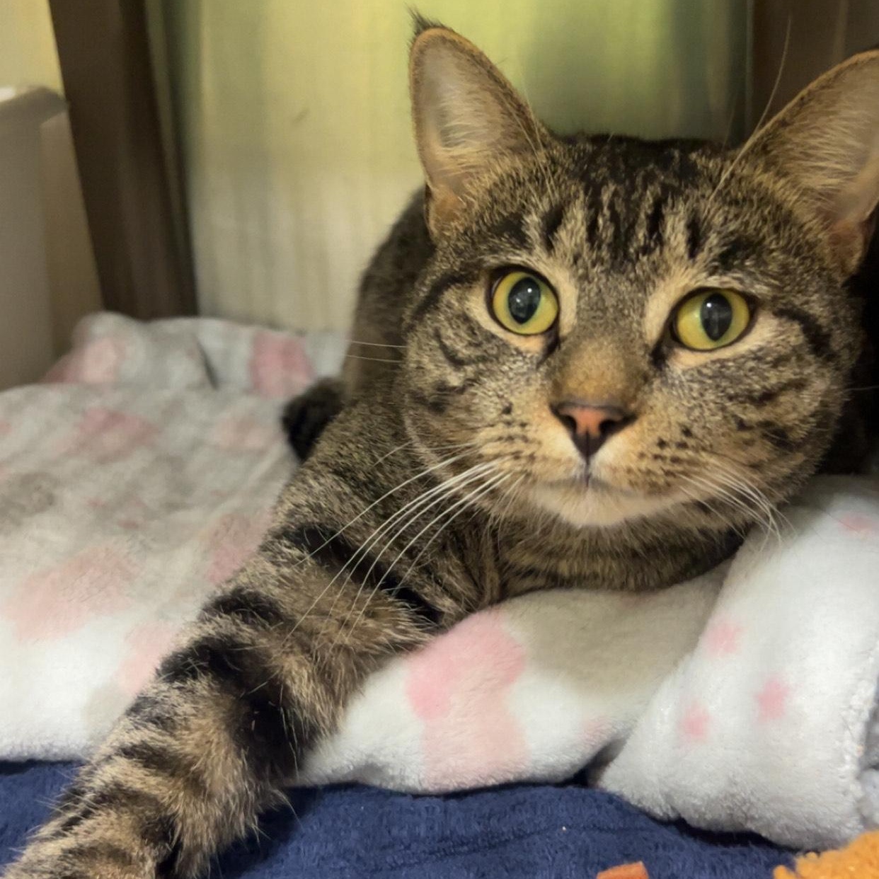 Enlarge Jonah (FIV+), a Adoptable Domestic Short Hair in Paris, ME image 1/1