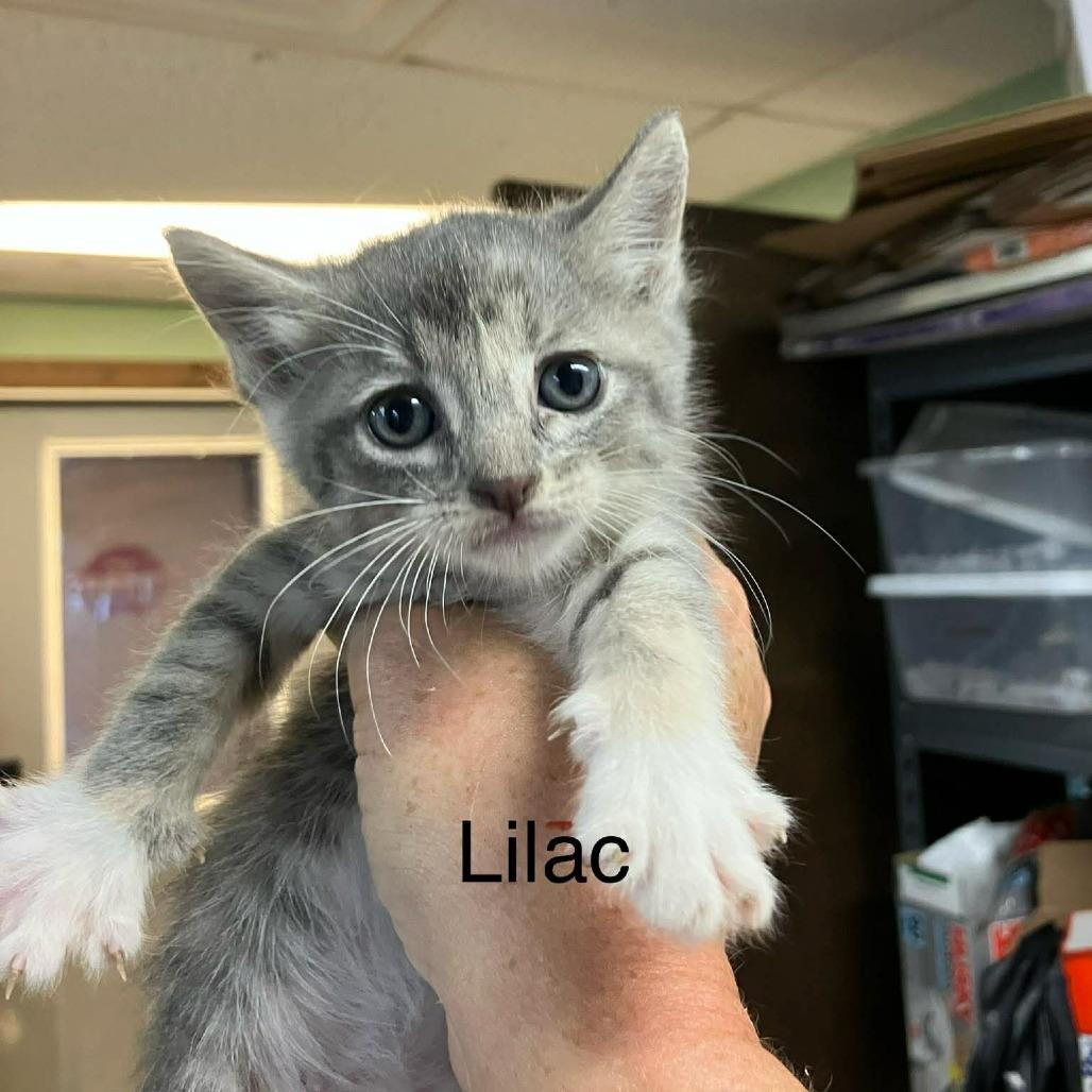 Enlarge Lilac, a Adoptable Domestic Short Hair in Madill, OK image 1/1