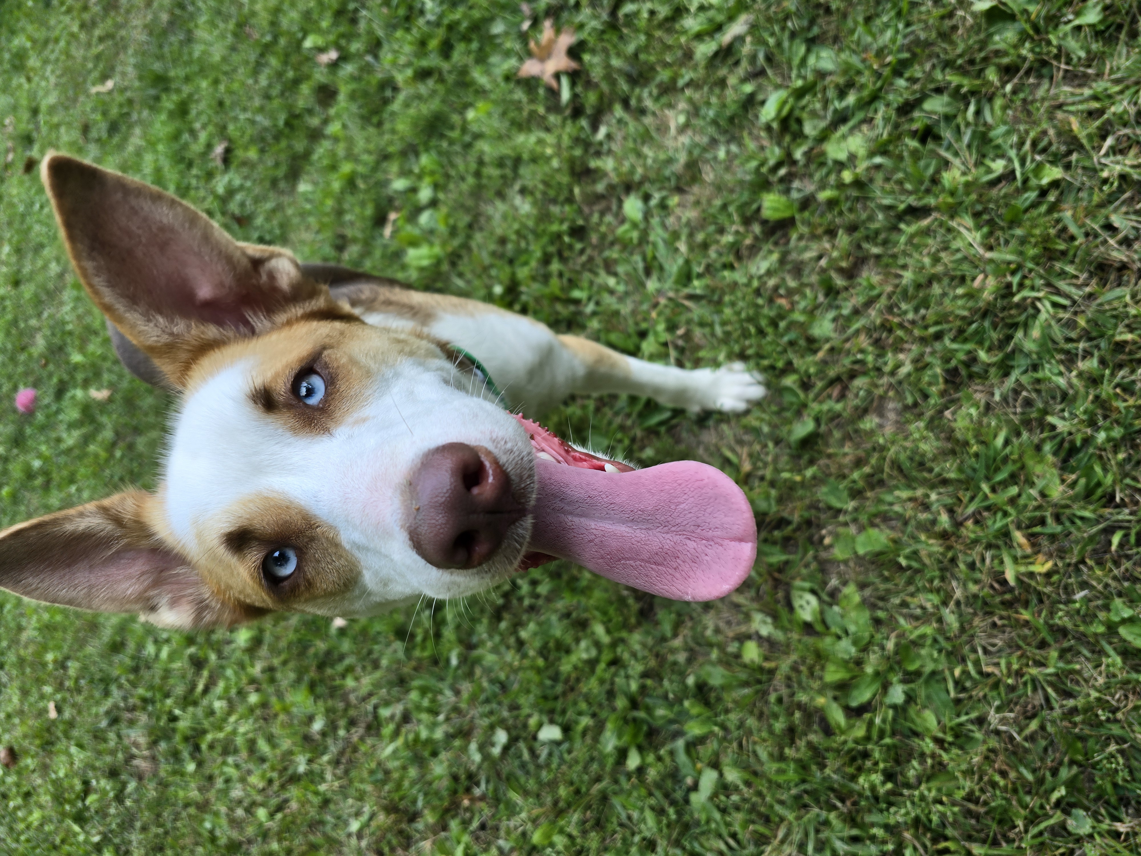 June Bug, a Adopted mixed breed in Athens, NY image 2/6
