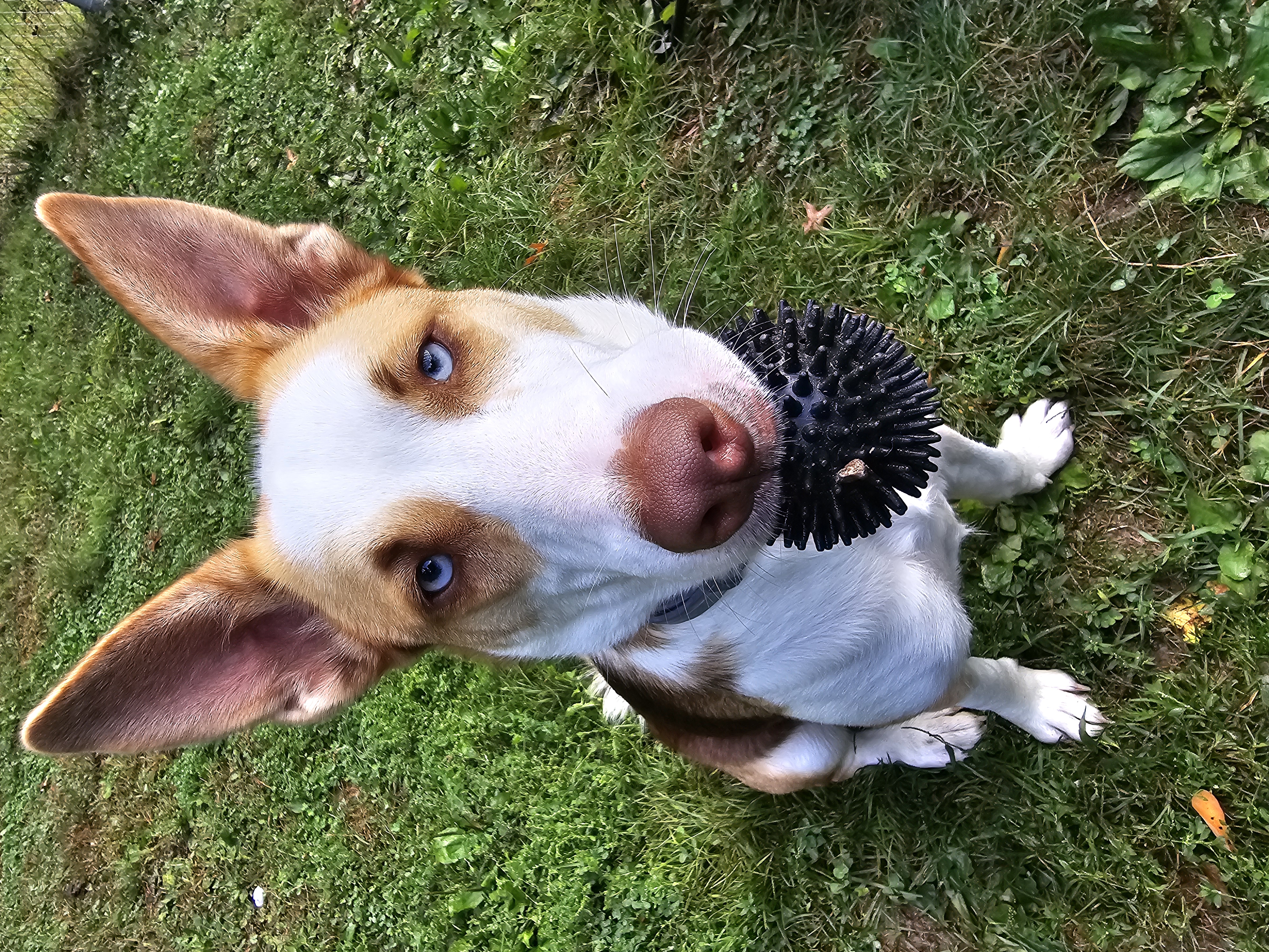 June Bug, a Adopted mixed breed in Athens, NY image 1/6