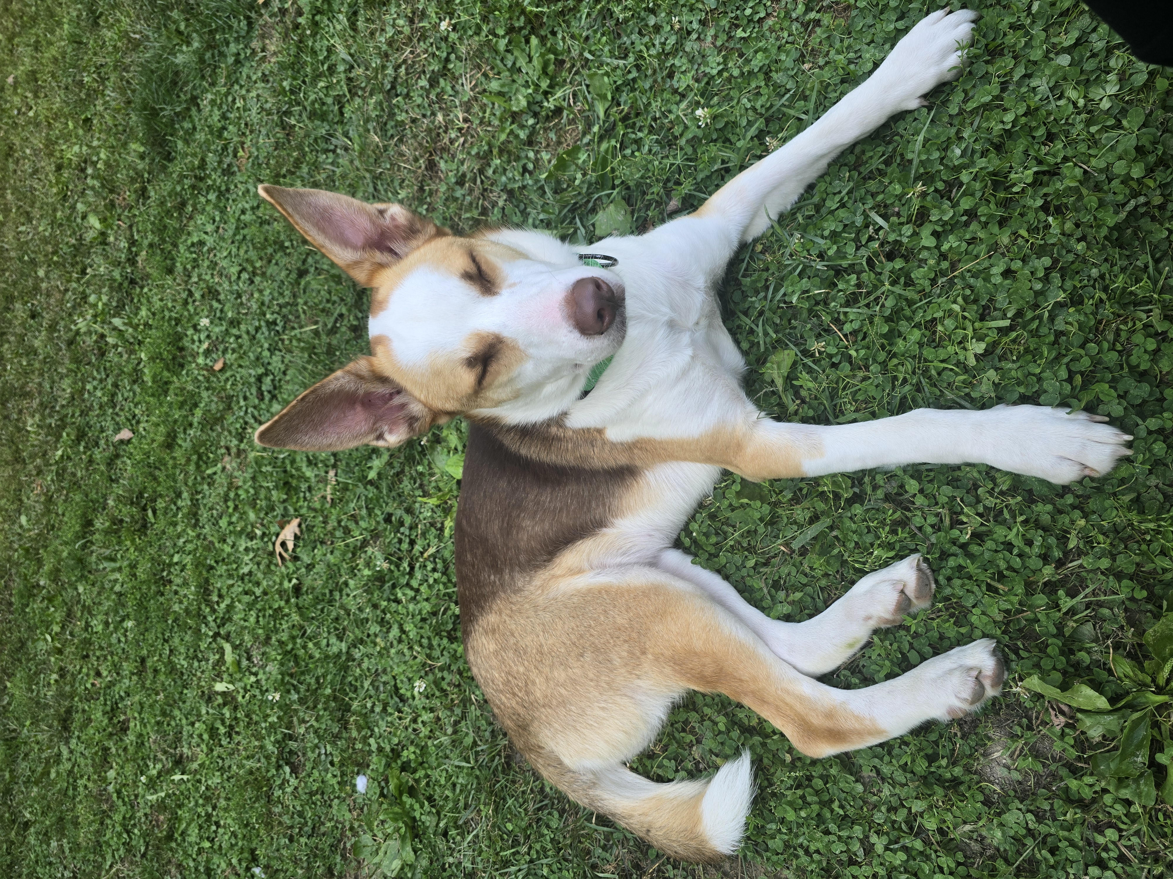 June Bug, a Adopted mixed breed in Athens, NY image 3/6