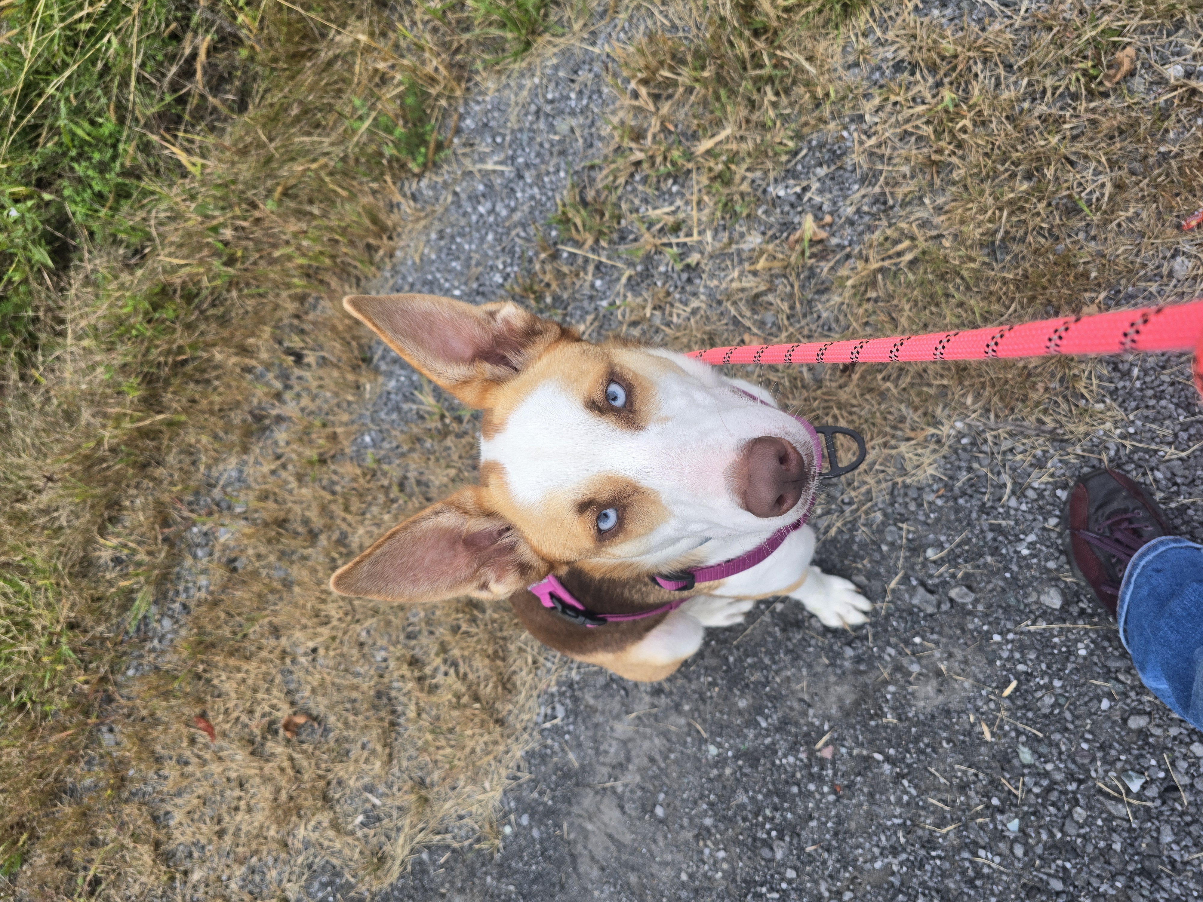 June Bug, a Adopted mixed breed in Athens, NY image 4/6
