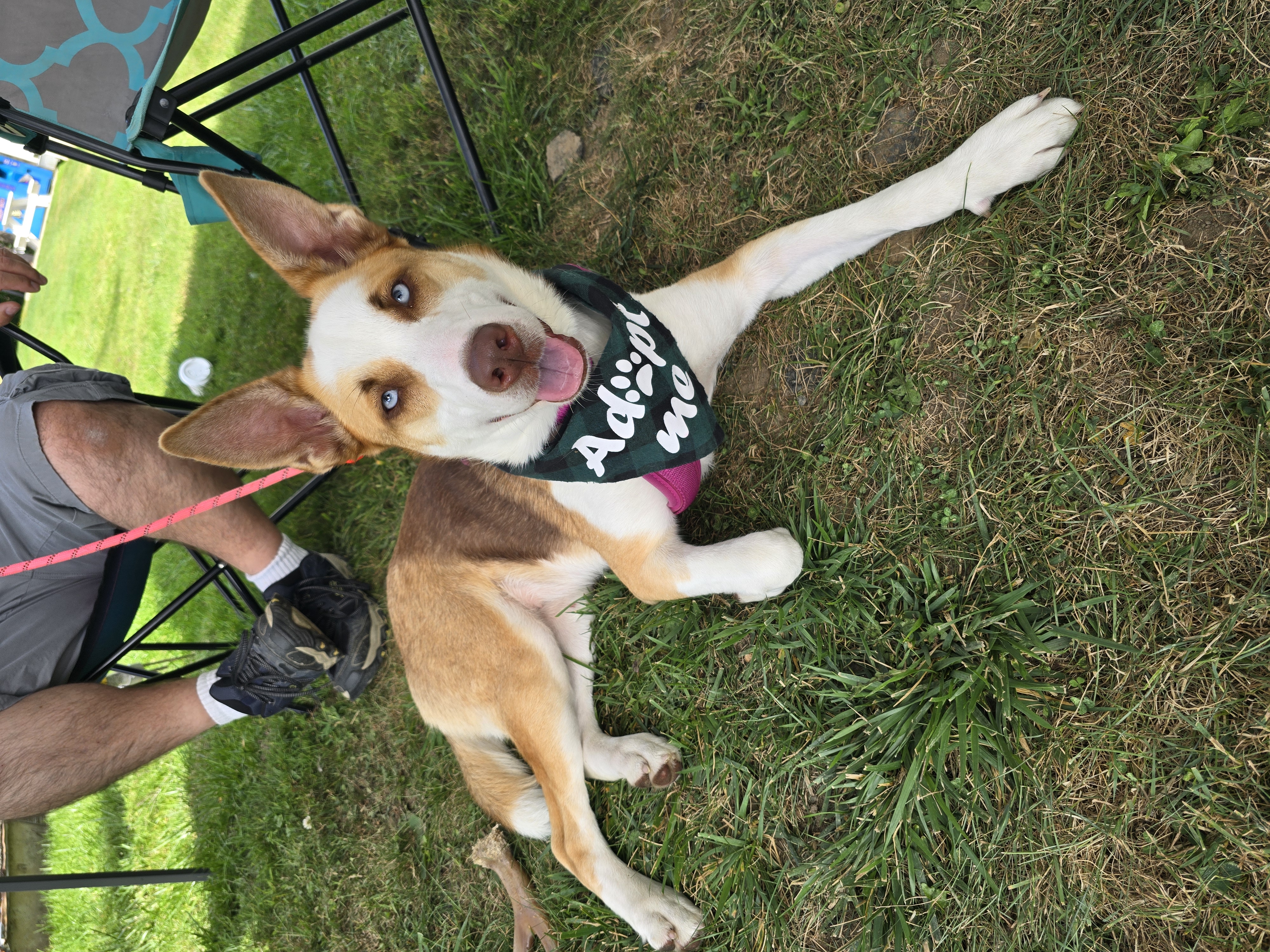 June Bug, a Adopted mixed breed in Athens, NY image 5/6