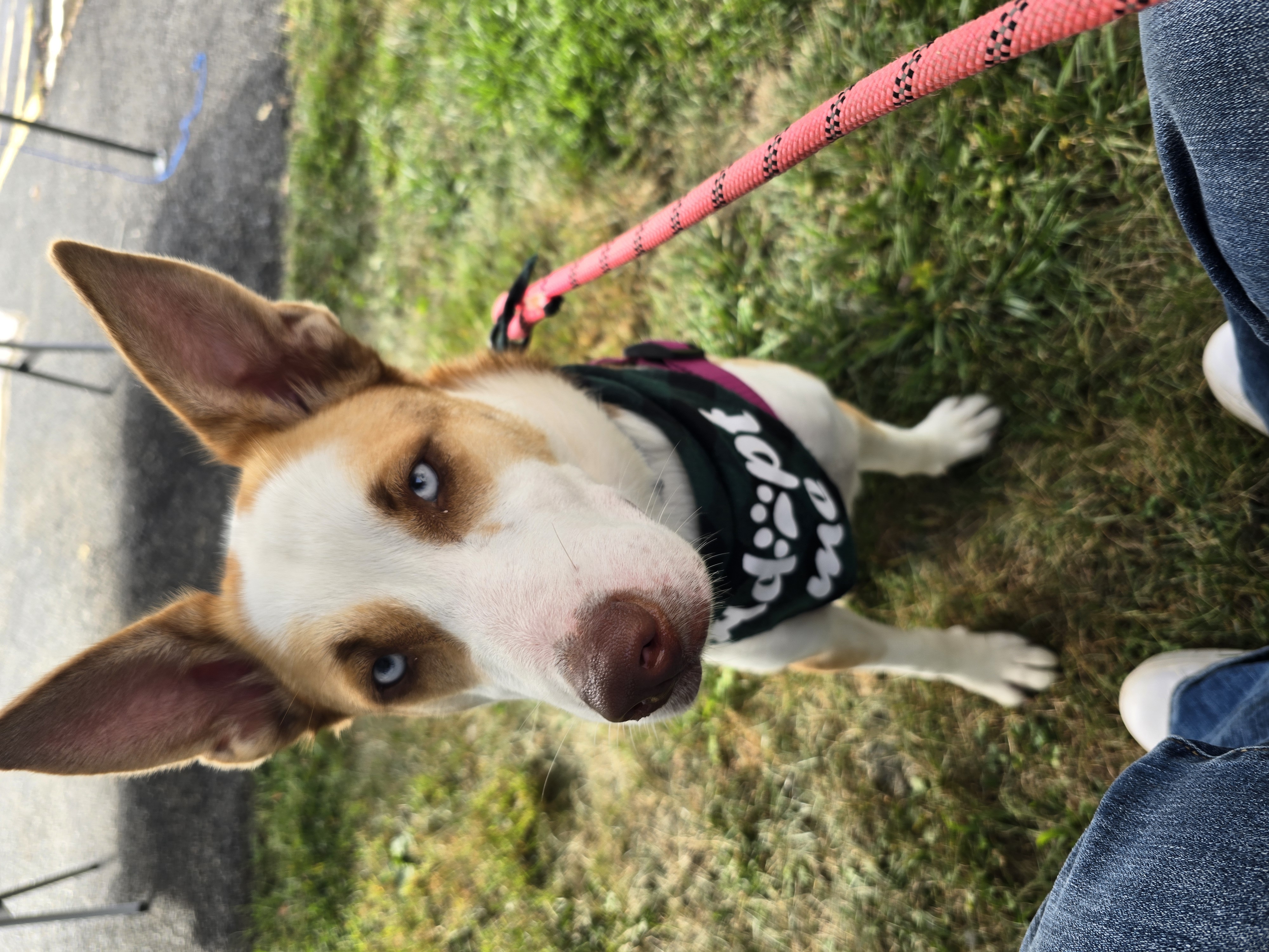 June Bug, a Adopted mixed breed in Athens, NY image 6/6