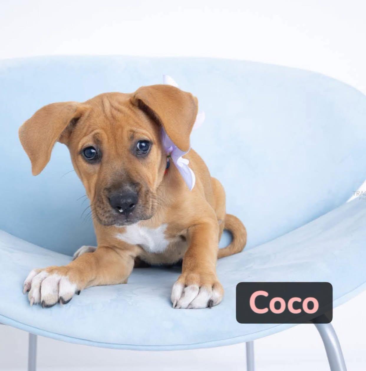 Coco, Adopted, Puppy Female American Staffordshire Terrier.
