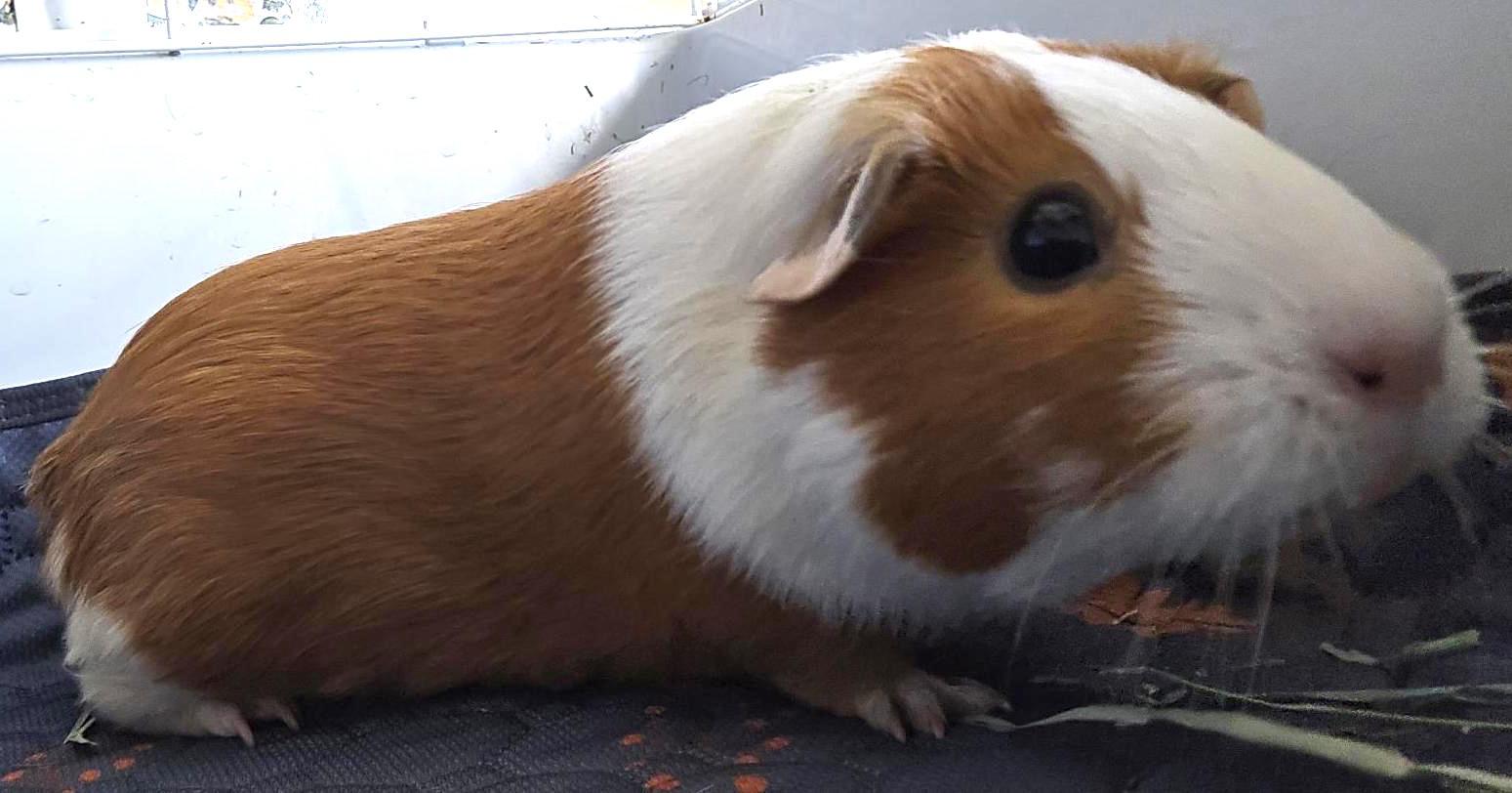 Cinnamon & Nutmeg, Adoptable, Adult Female Guinea Pig.