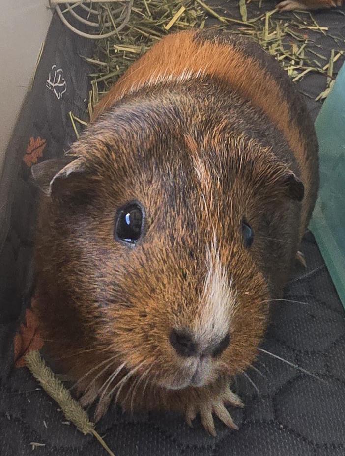Enlarge Cinnamon & Nutmeg, an adopted Guinea Pig in Brainerd, MN image 2/2