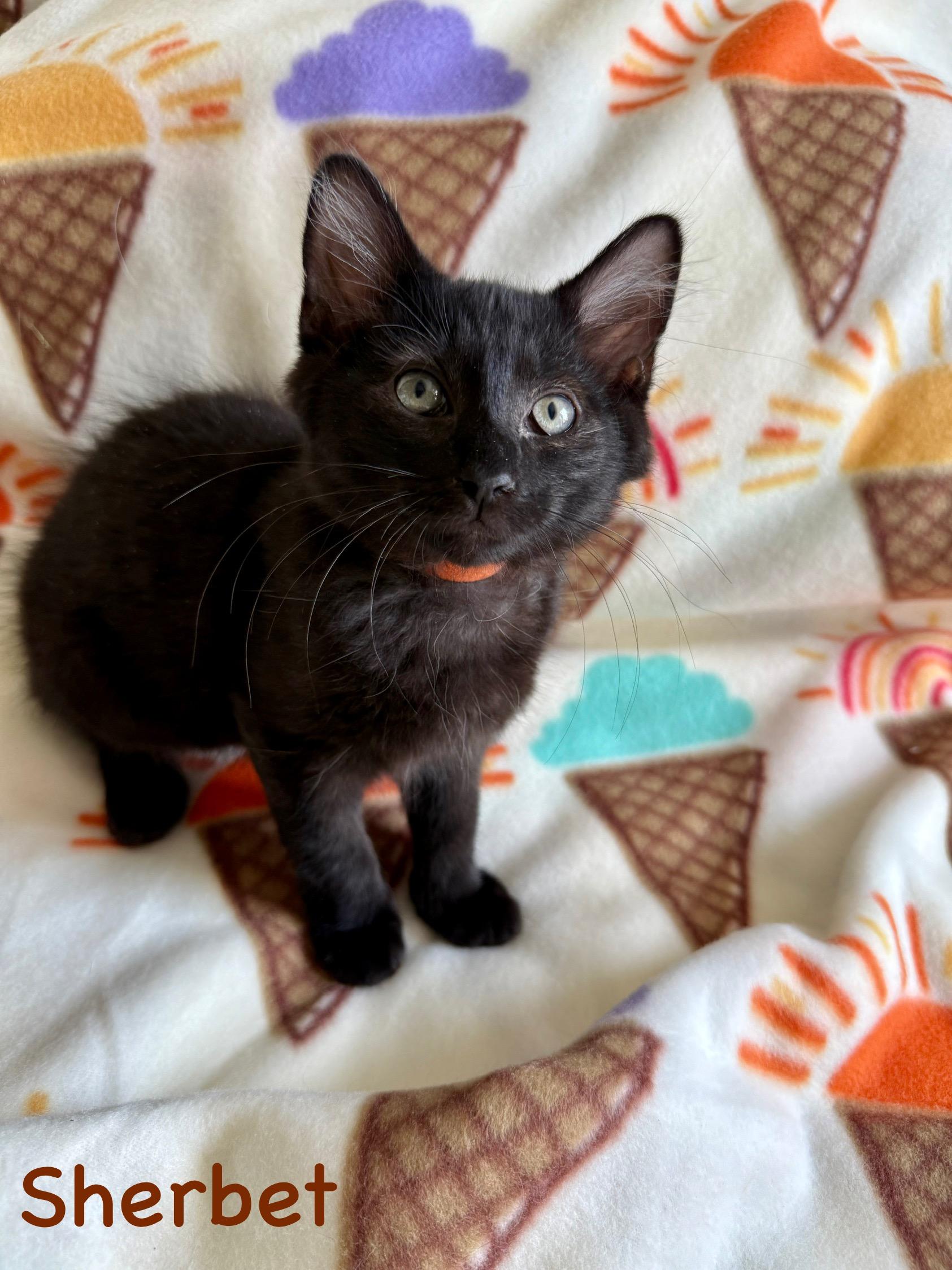 Sherbet, Baby Male unknown