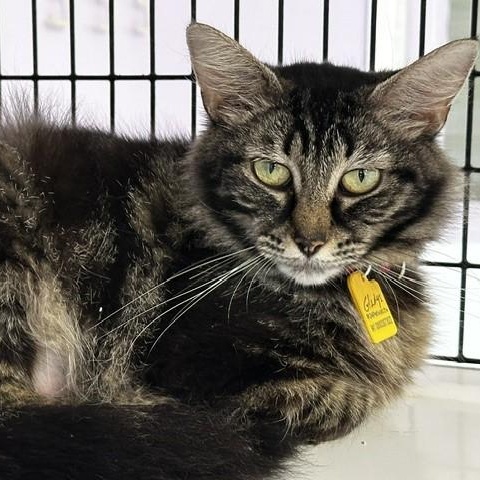 Gladys - Gorgeous Maine Coon Type, ADOPTABLE, Adult Female Tabby & Maine Coon.