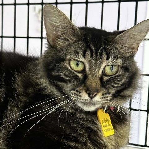Enlarge Gladys - Gorgeous Maine Coon Type, a ADOPTABLE mixed breed in Hoquiam, WA image 5/5
