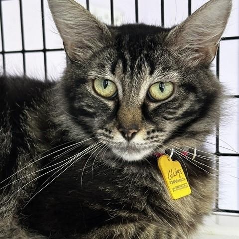 Enlarge Gladys - Gorgeous Maine Coon Type, a ADOPTABLE mixed breed in Hoquiam, WA image 4/5
