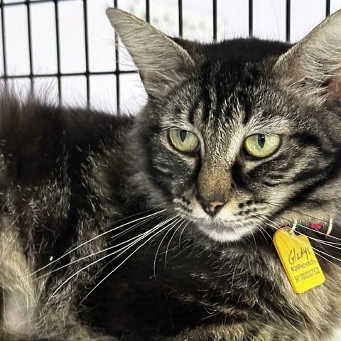 Enlarge Gladys - Gorgeous Maine Coon Type, a ADOPTABLE mixed breed in Hoquiam, WA image 2/5