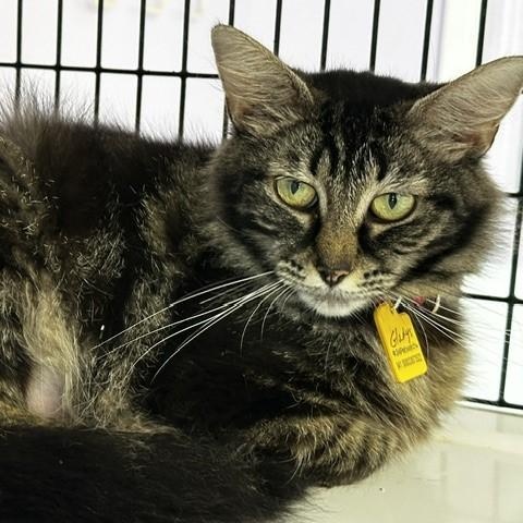 Enlarge Gladys - Gorgeous Maine Coon Type, a ADOPTABLE mixed breed in Hoquiam, WA image 3/5