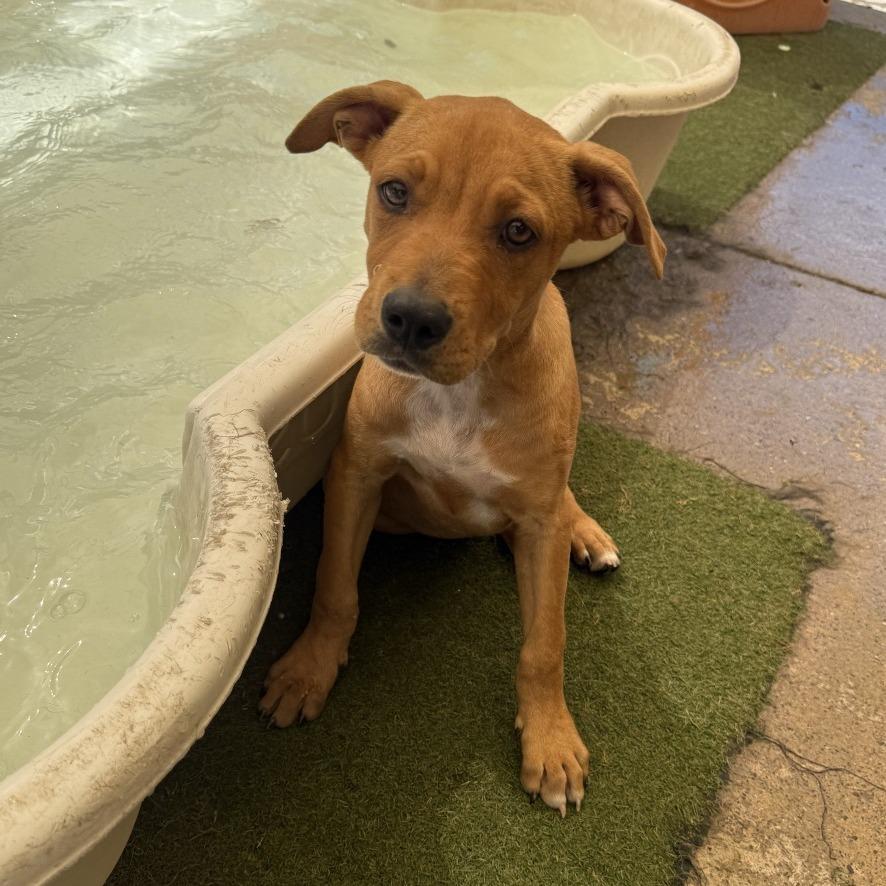 Raider, Adoptable, Puppy Female Mixed Breed.