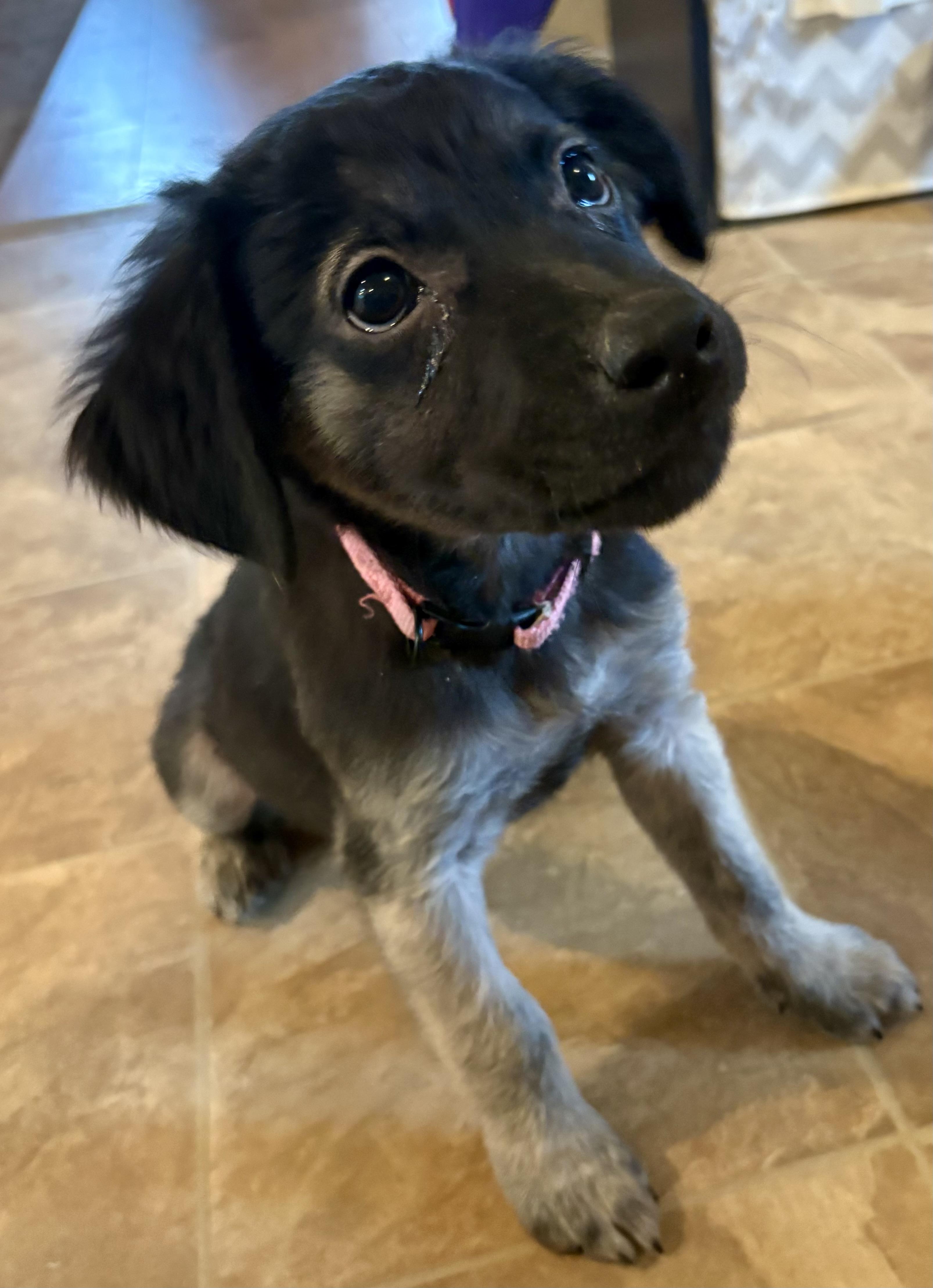 Celeste, ADOPTABLE, Puppy Female Dachshund & Tibetan Terrier.