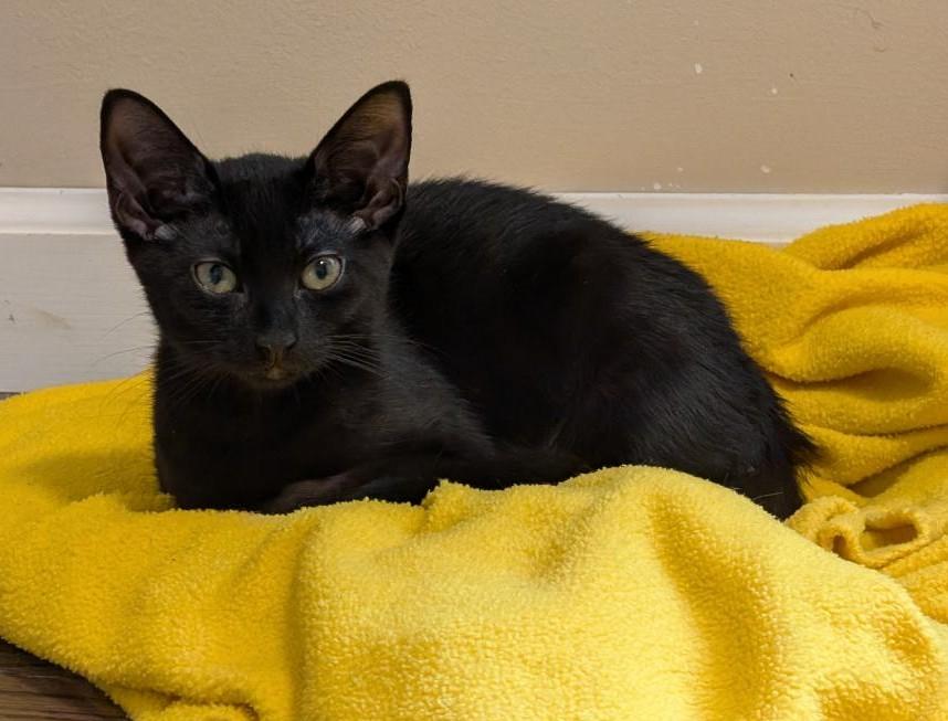 Enlarge Tiramasu, a Adoptable Domestic Short Hair in Wayne, NJ image 5/5