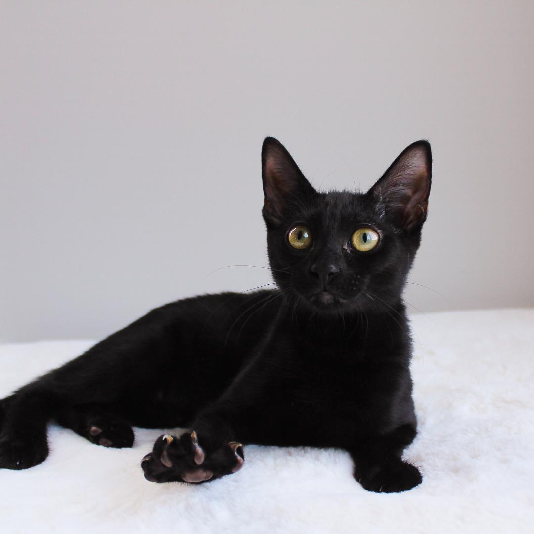 Enlarge Tiramasu, a Adoptable Domestic Short Hair in Wayne, NJ image 1/5