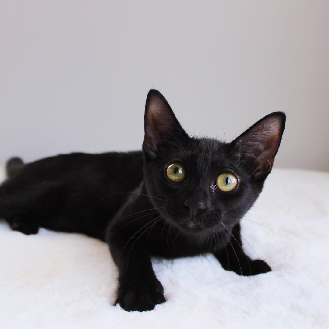 Enlarge Tiramasu, a Adoptable Domestic Short Hair in Wayne, NJ image 3/5
