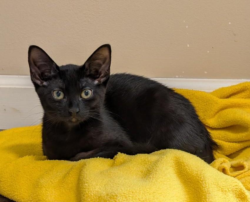 Enlarge Tiramasu, a Adoptable Domestic Short Hair in Wayne, NJ image 4/5