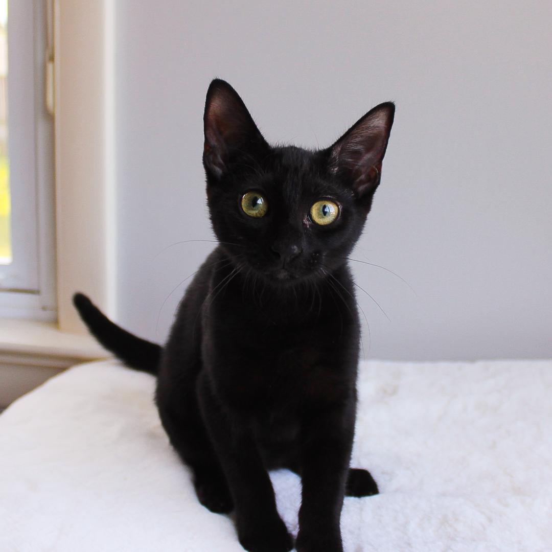 Enlarge Tiramasu, a Adoptable Domestic Short Hair in Wayne, NJ image 2/5