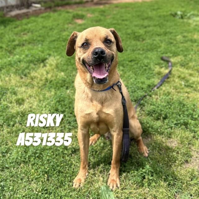 RISKY, Adoptable, Adult Male Boxer & Mixed Breed.