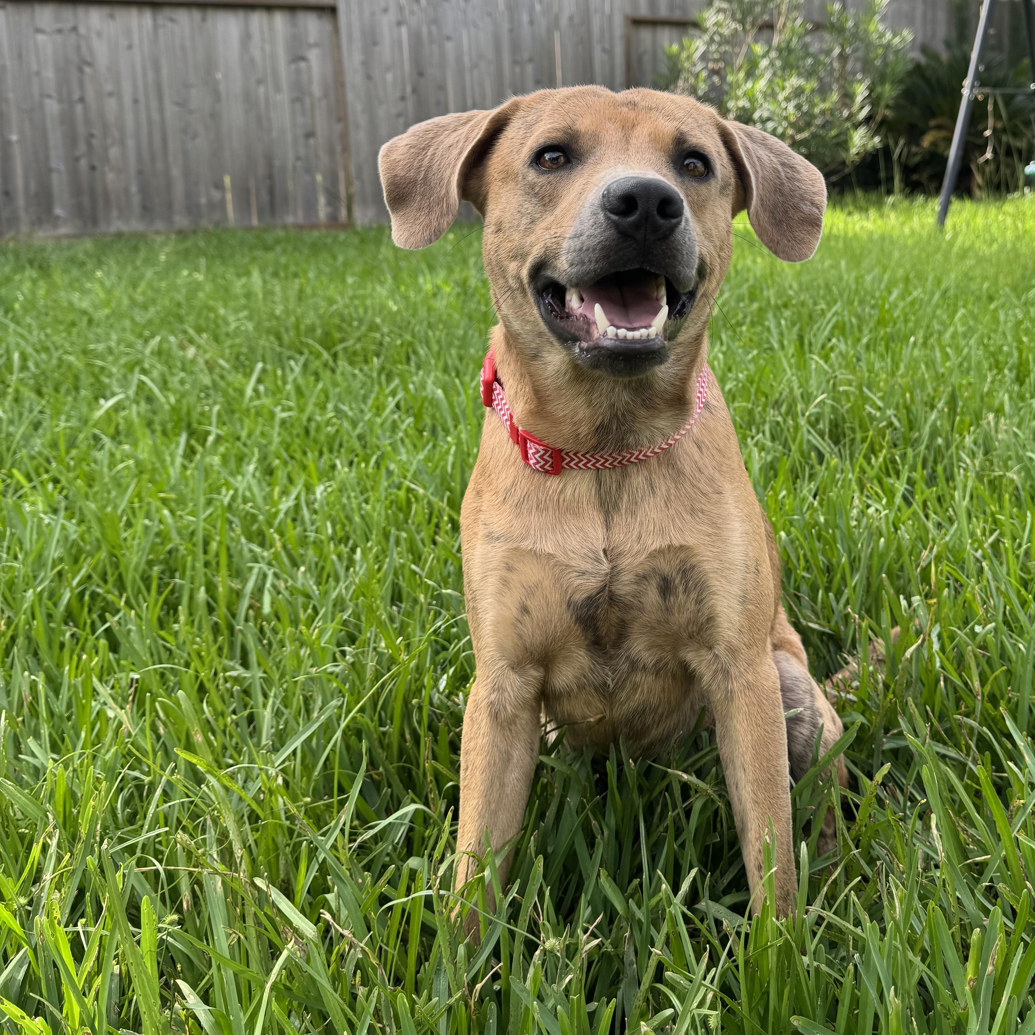 Scrappy, an adoptable Labrador Retriever, Redbone Coonhound in Calumet, MI, 49913 | Photo Image 4