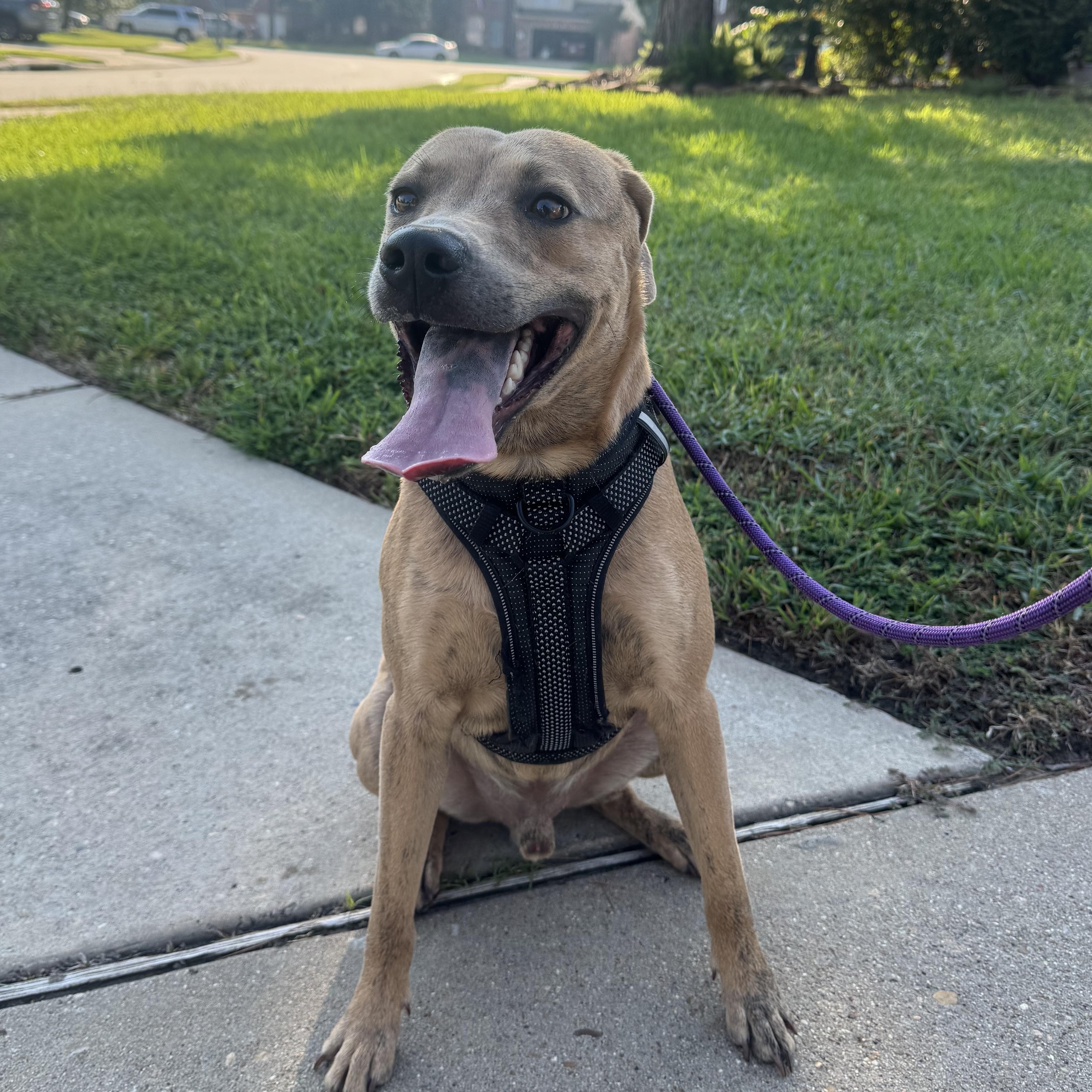 Scrappy, an adoptable Labrador Retriever, Redbone Coonhound in Calumet, MI, 49913 | Photo Image 1
