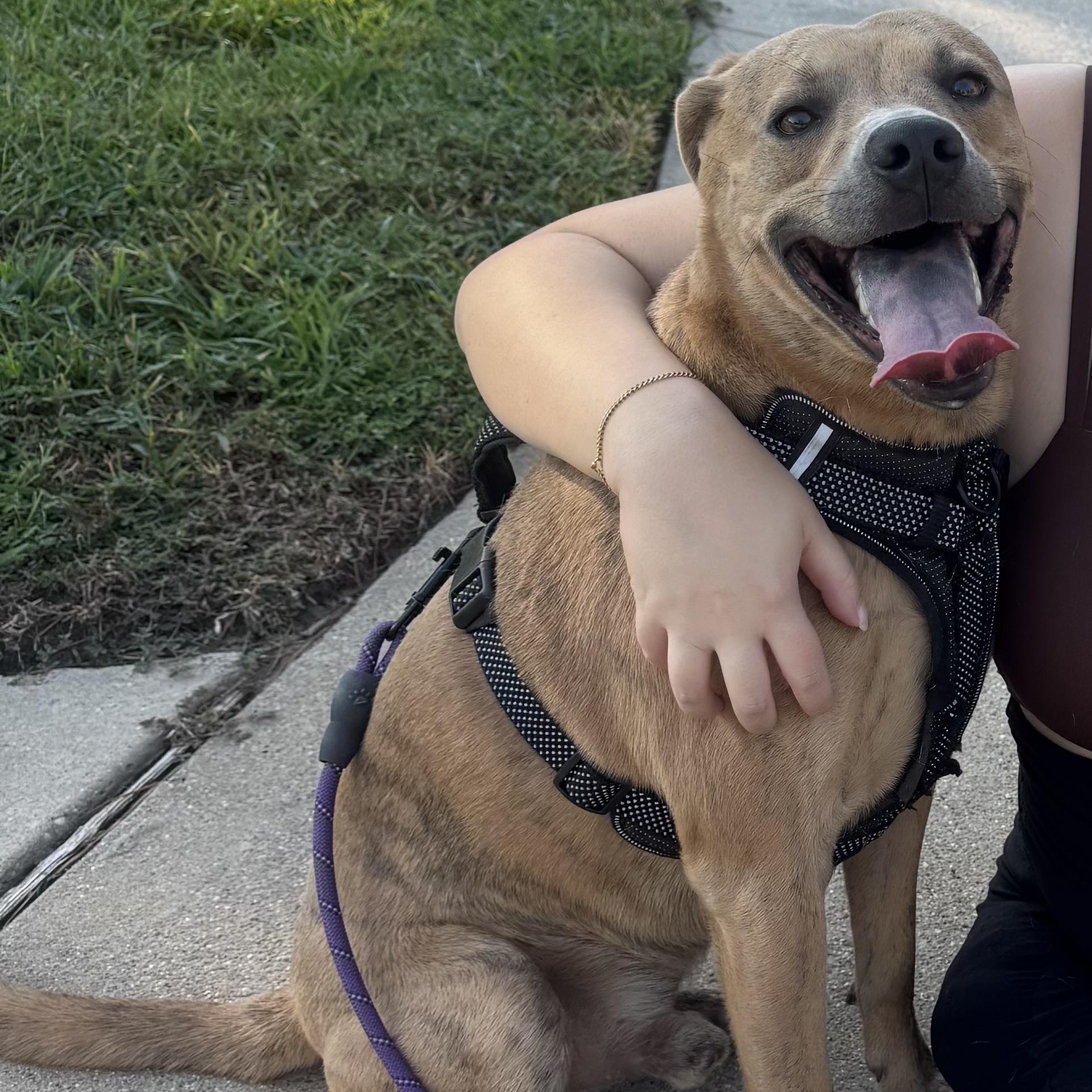 Scrappy, an adoptable Labrador Retriever, Redbone Coonhound in Calumet, MI, 49913 | Photo Image 2