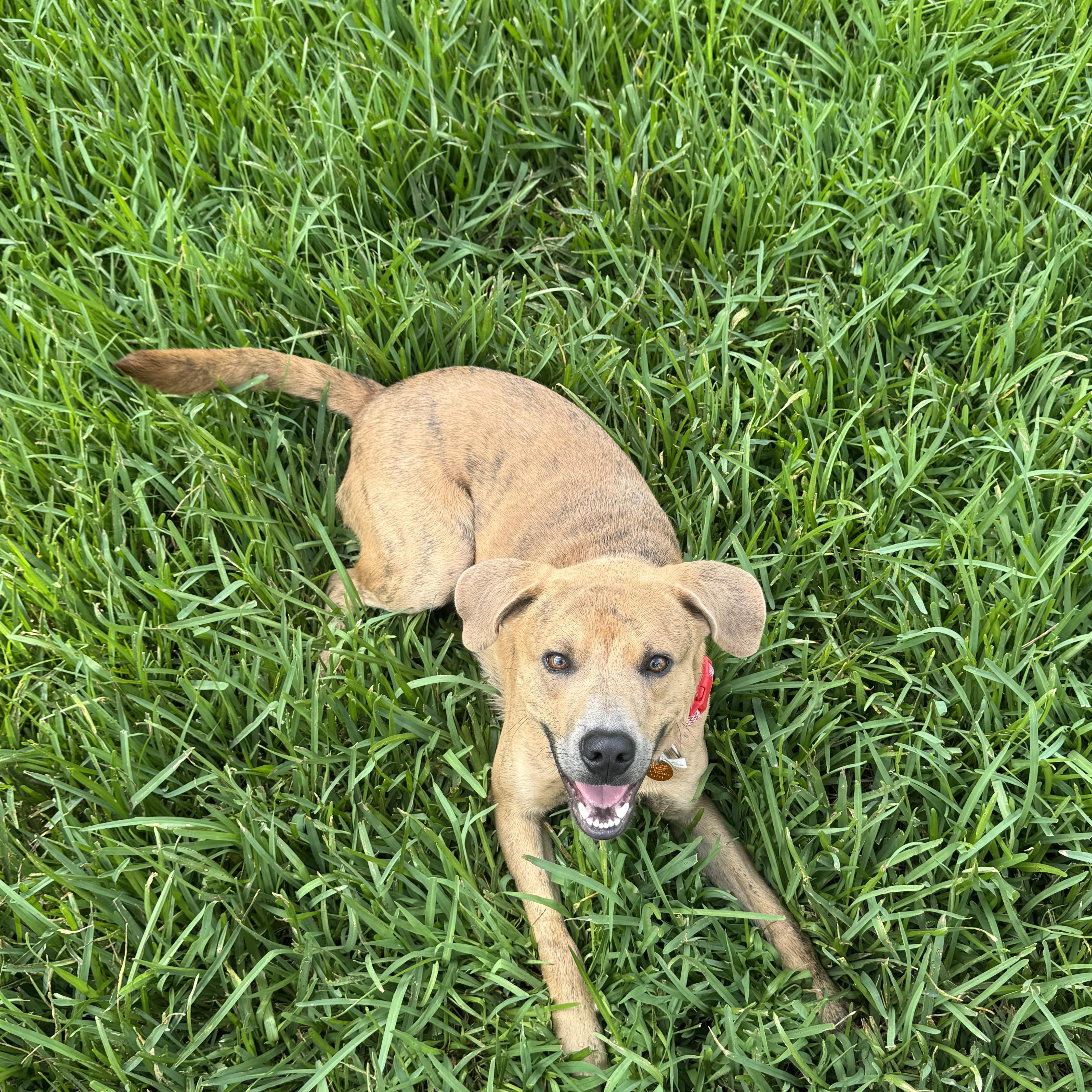 Scrappy, an adoptable Labrador Retriever, Redbone Coonhound in Calumet, MI, 49913 | Photo Image 5