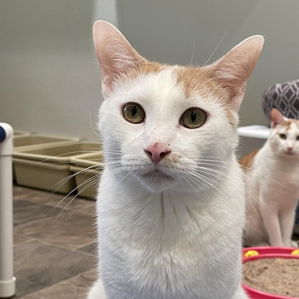 Armando the Brave, Adoptable, Adult Male Domestic Short Hair.