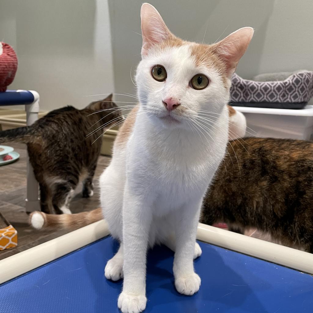 Armando the Brave, a Adoptable Domestic Short Hair in Cumming, GA image 2/4